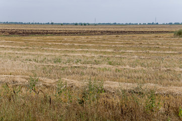 Hayfield. There are many stacks around. Meadow in the early autumn. Dry plants around. Gold colors. Green forest far away. Dark heaven with white clouds above