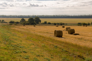 Obraz premium Hayfield. There are many stacks around. Meadow in the early autumn. Dry plants around. Gold colors. Green forest far away. Dark heaven with white clouds above