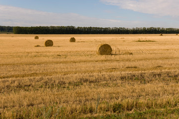 Obraz premium Hayfield. There are many stacks around. Meadow in the early autumn. Dry plants around. Gold colors. Green forest far away. Dark heaven with white clouds above