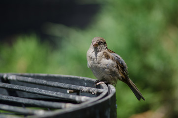 House sparrow in the Arm Square of Santiago de Chile.