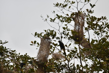 hanging bird nests on a tree and black and yellow hairstyles in the wild in the Amazon