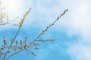 spring flowering branches of willow.  Fluffy willow buds on the branches in the spring sunny day