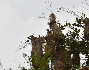 hanging bird nests on a tree and black and yellow hairstyles in the wild in the Amazon
