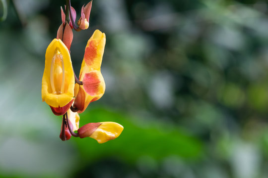 Close up of a Mysore trumpetvine (thunbergia mysorensis) flower in bloom