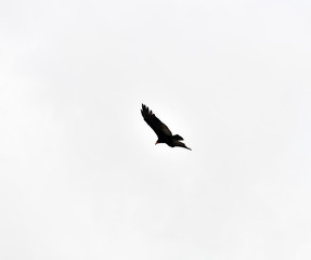 soaring eagle on a background of blue sky and clouds