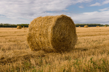 Hayfield. There are many stacks around. Meadow in the early autumn. Dry plants around. Gold colors. Green forest far away. Dark heaven with white clouds above