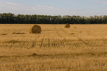 Hayfield. There are many stacks around. Meadow in the early autumn. Dry plants around. Gold colors. Green forest far away. Dark heaven with white clouds above