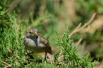 House sparrow in the Arm Square of Santiago de Chile.