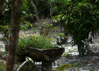 gray bird and yellow flowers in the flowerbed