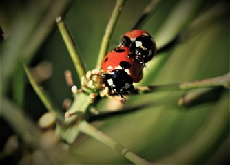 Marienkäfer vermehren sich