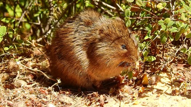 Southern Water Vole (Arvicola sapidus)