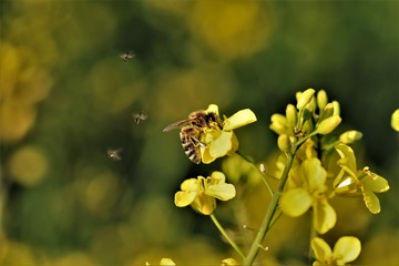 Bienen auf Pollensuche