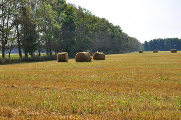Hayfield. There are many stacks around. Meadow in the early autumn. Dry plants around. Gold colors. Green forest far away. Dark heaven with white clouds above