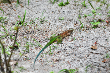 brown-green lizard in the wild