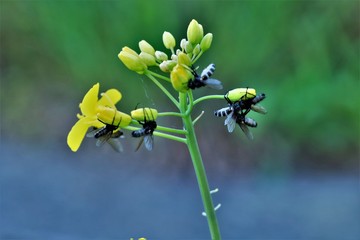 Opfer des Fliegentöters