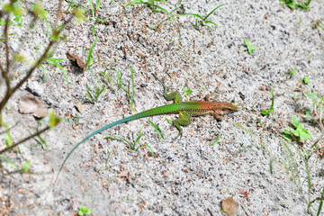 brown-green lizard in the wild