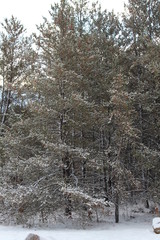 forest in winter