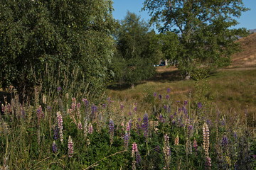 Lupines  at Lake Alexandrina near Tekapo on South Island of New Zealand
