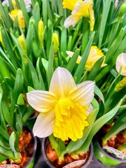 Fototapeta premium daffodils in garden