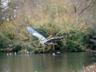 Grey Heron (ardea cinerea ) flying with a stick in its bill. Collecting nesting material.