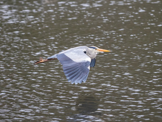 Grey Heron (ardea cinerea ) iin a Tree