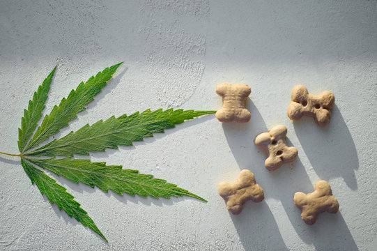 Dog treats and cannabis leaves - CBD and medical marijuana for pets concept, food delicacy for dogs and cats with green leaf of hemp close-up. A place for copy space