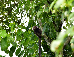 little marmoset monkeys in vivo in a nature park in brazil