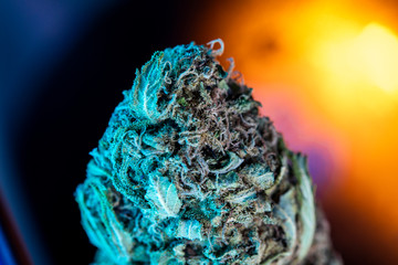 Cannabis close up macro photo, legal marijuana dry medical plant