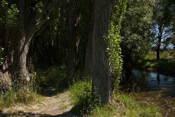 Big trees at the shore of Twizel River in Twizel on South Island of New Zealand