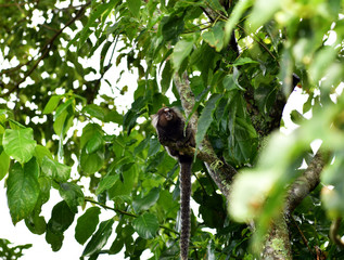 little marmoset monkeys in vivo in a nature park in brazil