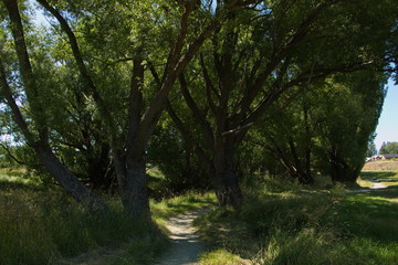 Obraz premium Big trees at the shore of Twizel River in Twizel on South Island of New Zealand