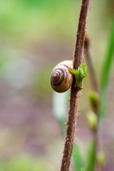 Snail eats early raspberry shoots.