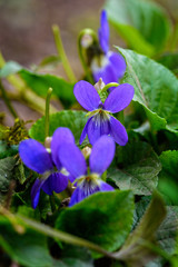 Beautiful pictures of spring flowers. Viola Odorata.