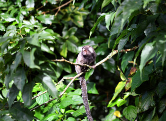 little marmoset monkeys in vivo in a nature park in brazil