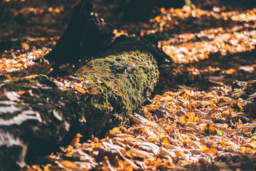 Spring bright yellow leaves in the forest