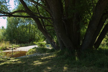 Big trees at the shore of Twizel River in Twizel on South Island of New Zealand