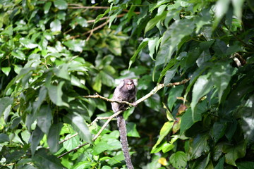 little marmoset monkeys in vivo in a nature park in brazil