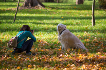 Girl photographs a Labrador in the park in autumn