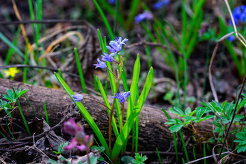Beautiful pictures of spring flowers. The first spring flowers. Early flowers.