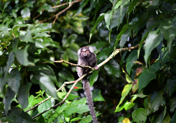 little marmoset monkeys in vivo in a nature park in brazil