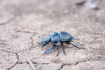 A sleepy beetle ethane climbs out of its burrow. Geotrupidae.