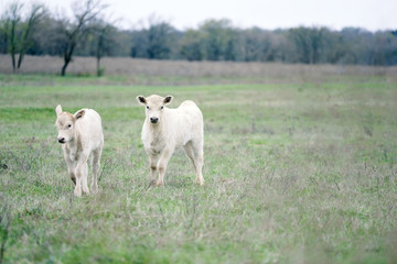 charolais beef calves on cow farm, copy space on green field background