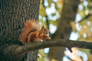 Red squirrel sits on a branch and eats a nut in the autumn forest