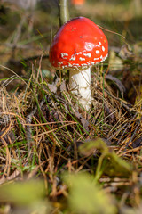 ripe bright red mushroom fly agaric in the forest in the sun, inedible poisonous hallucinogenic mushroom