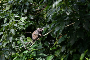 little marmoset monkeys in vivo in a nature park in brazil