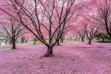 Obraz premium Pink land