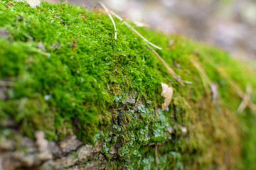 tree roots in southern forest covered with moss greenery, selective focus
