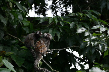 little marmoset monkeys in vivo in a nature park in brazil