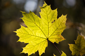 Spring bright yellow leaves in the forest