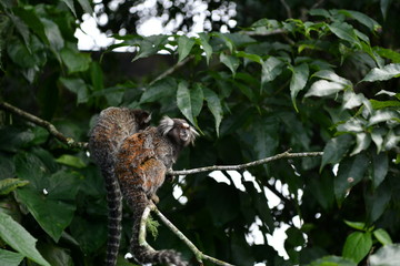 little marmoset monkeys in vivo in a nature park in brazil